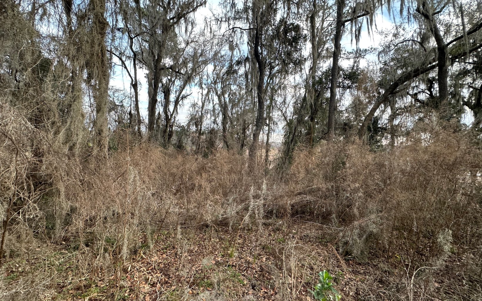 Listing view 3