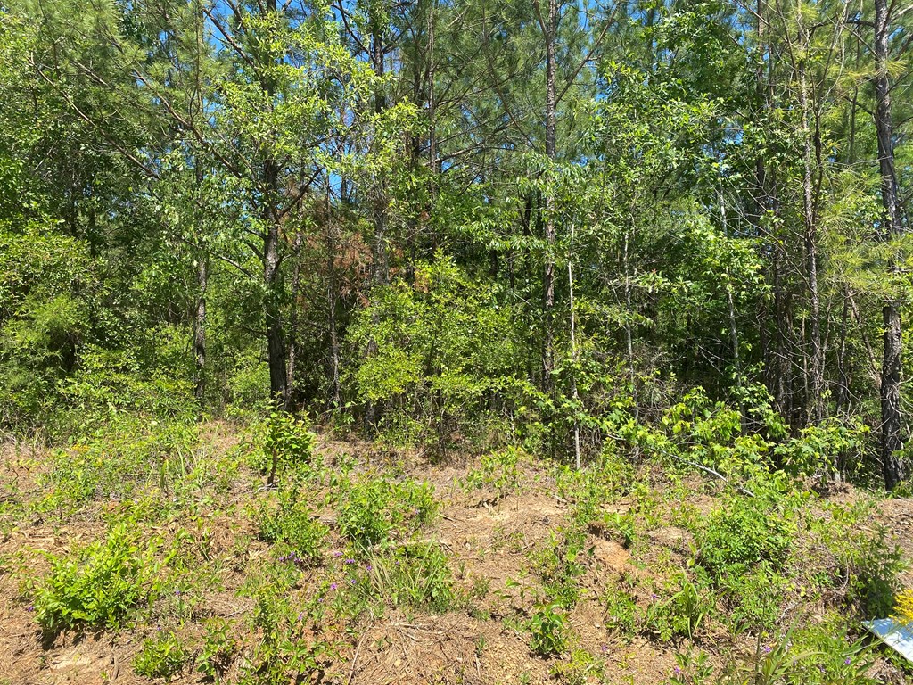 Listing view 2