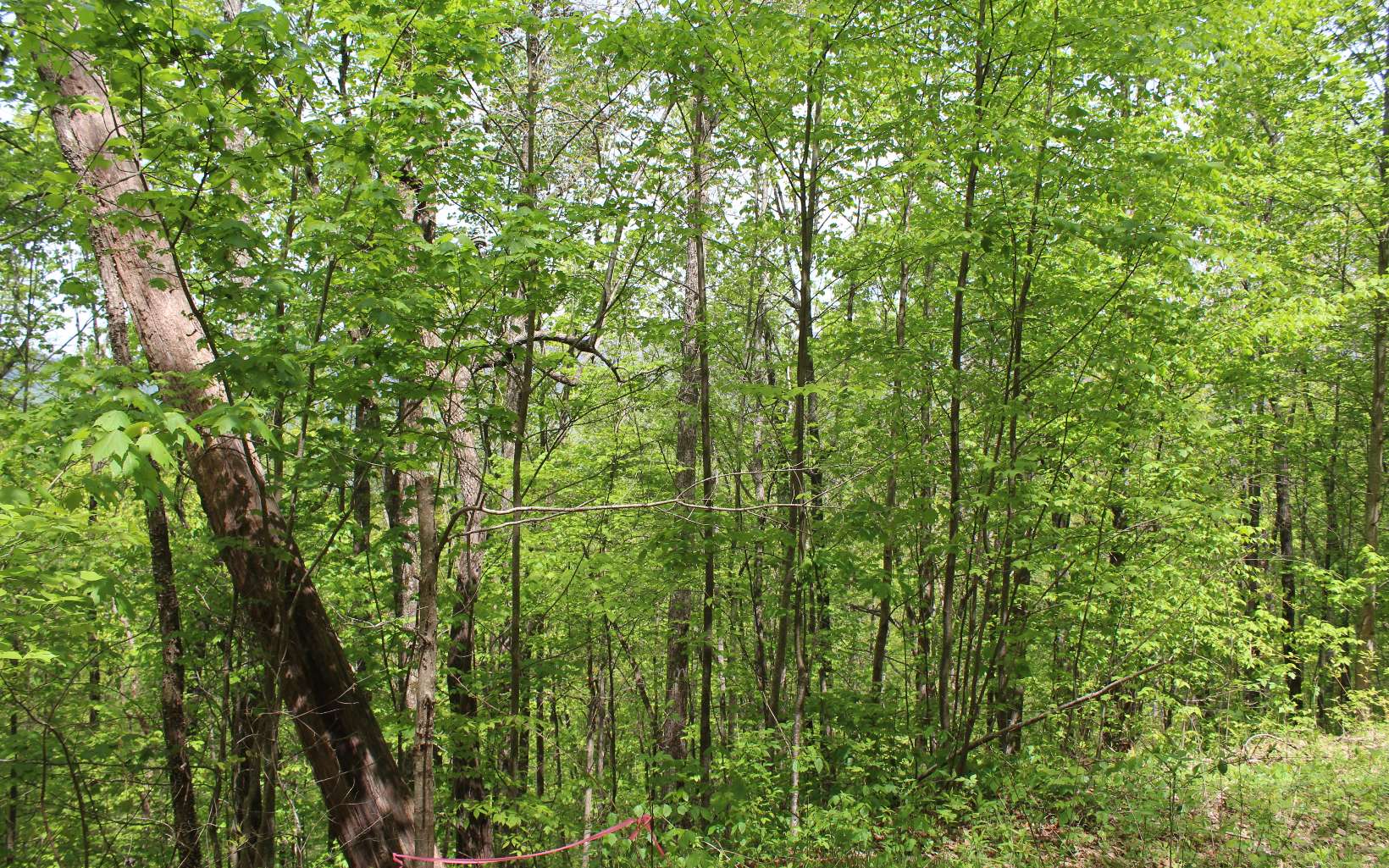 Listing view 3