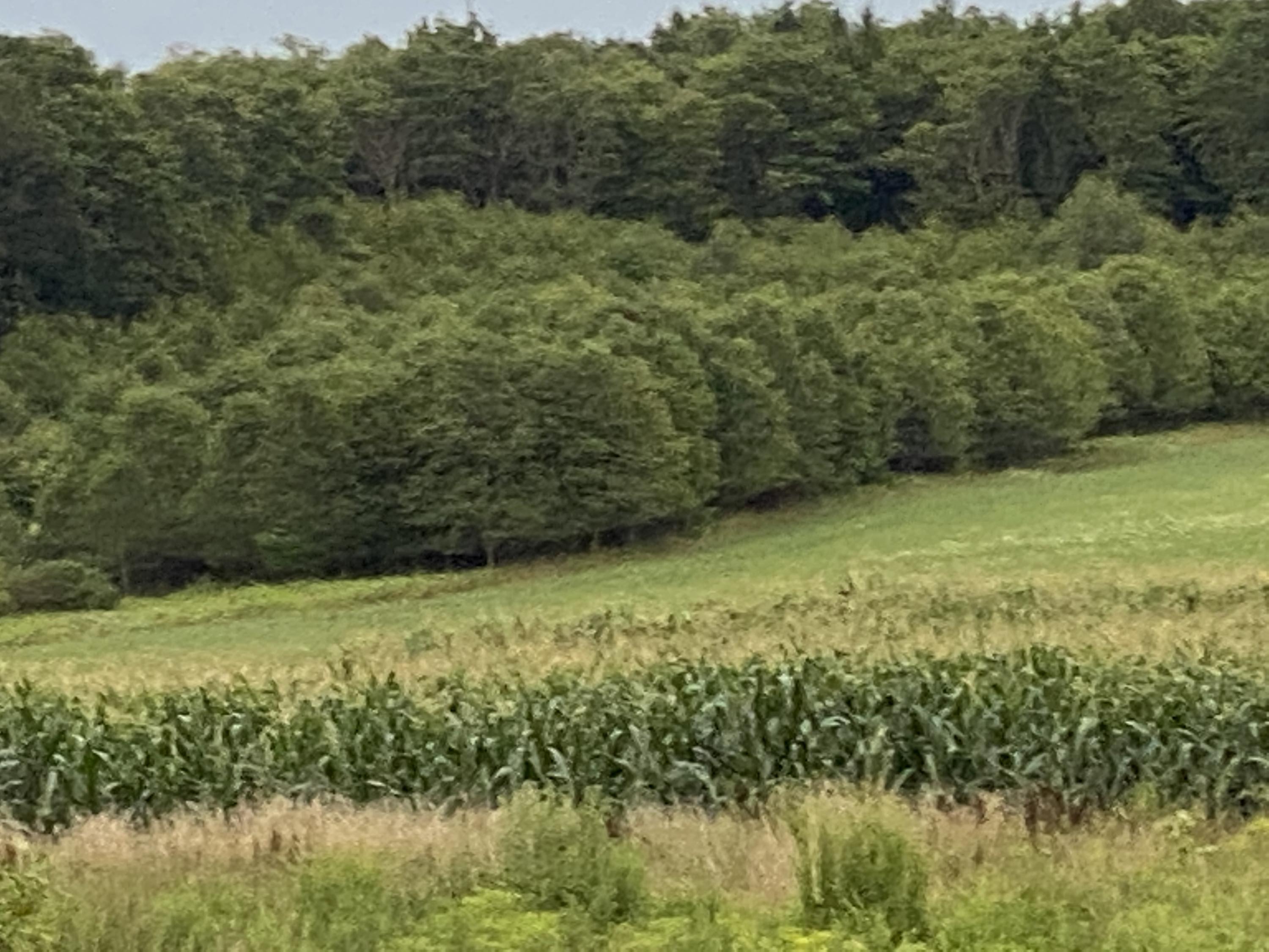 Listing view 3