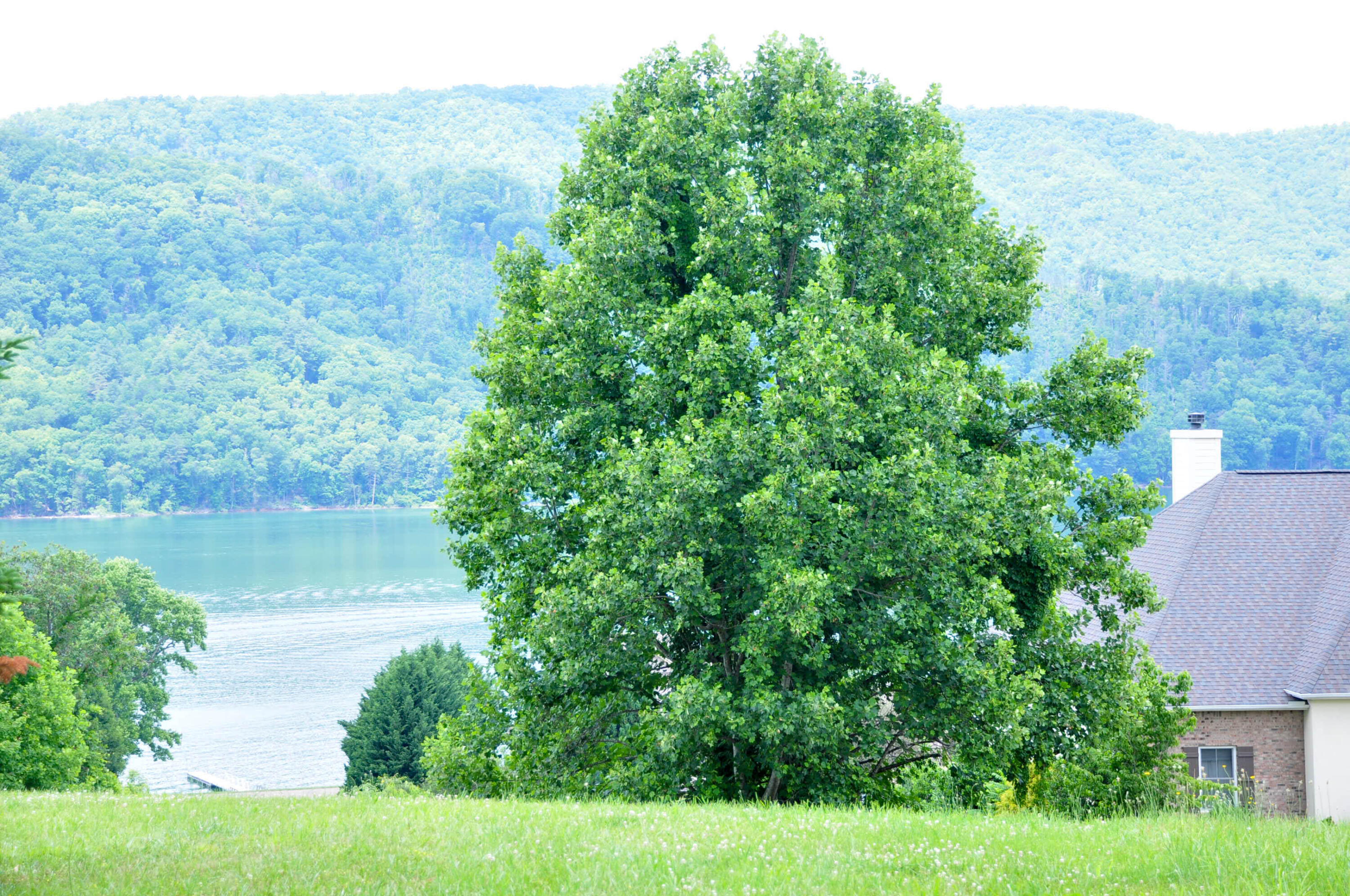 Listing view 3