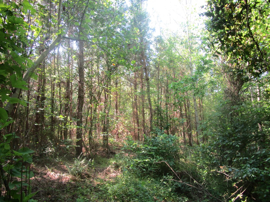 Listing view 3